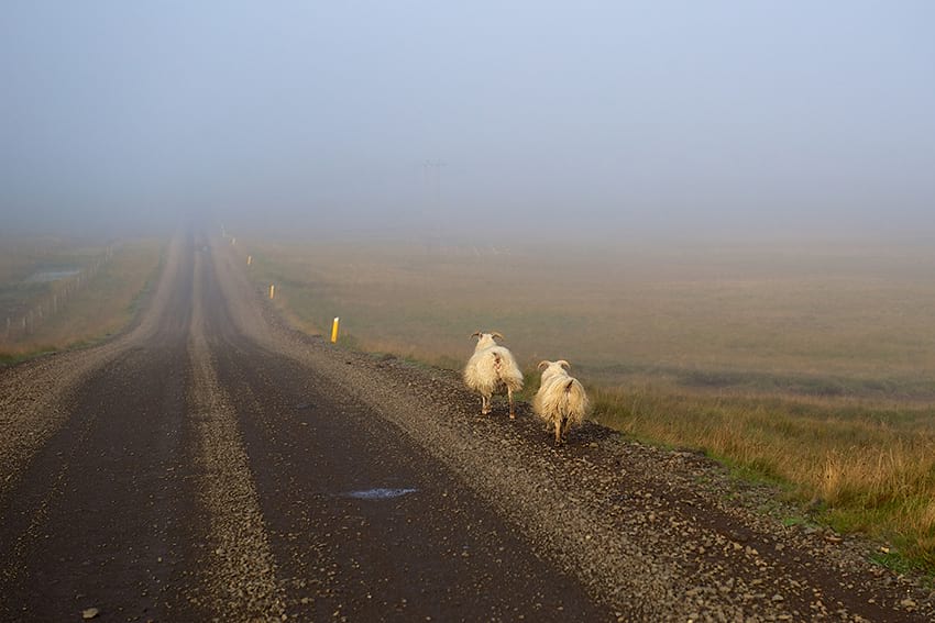 Sheep on gravel road in Iceland