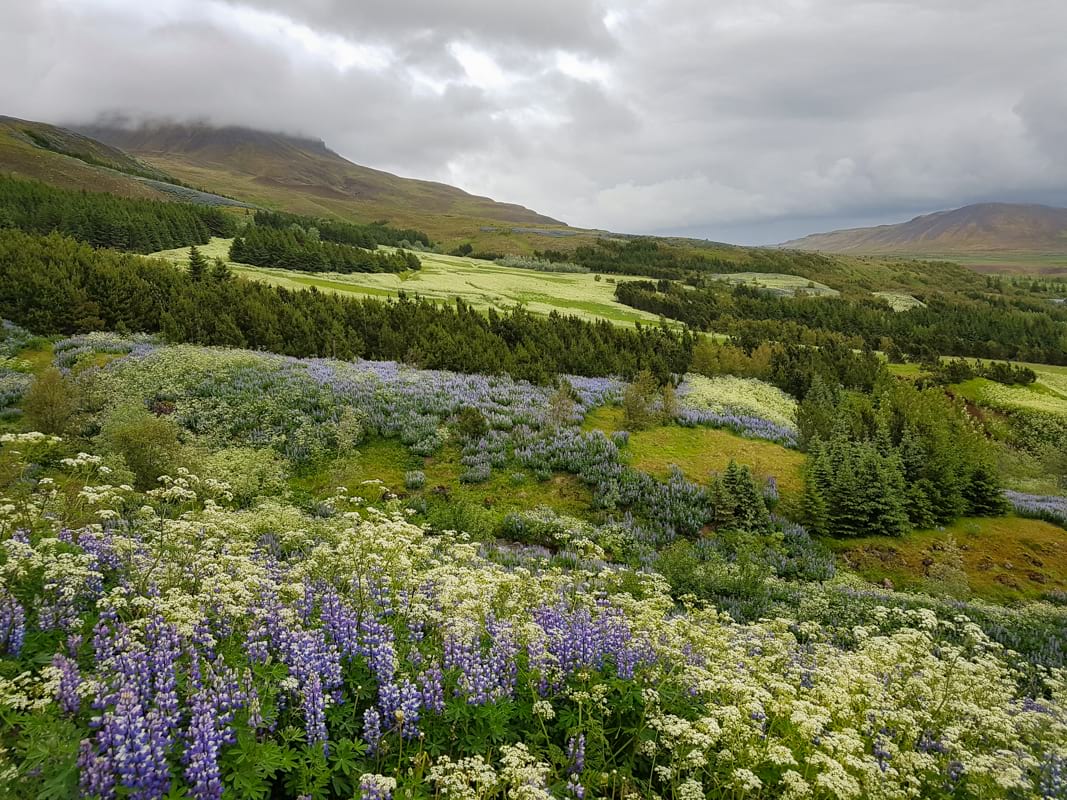 Blossoming flowers on Mount Esja 