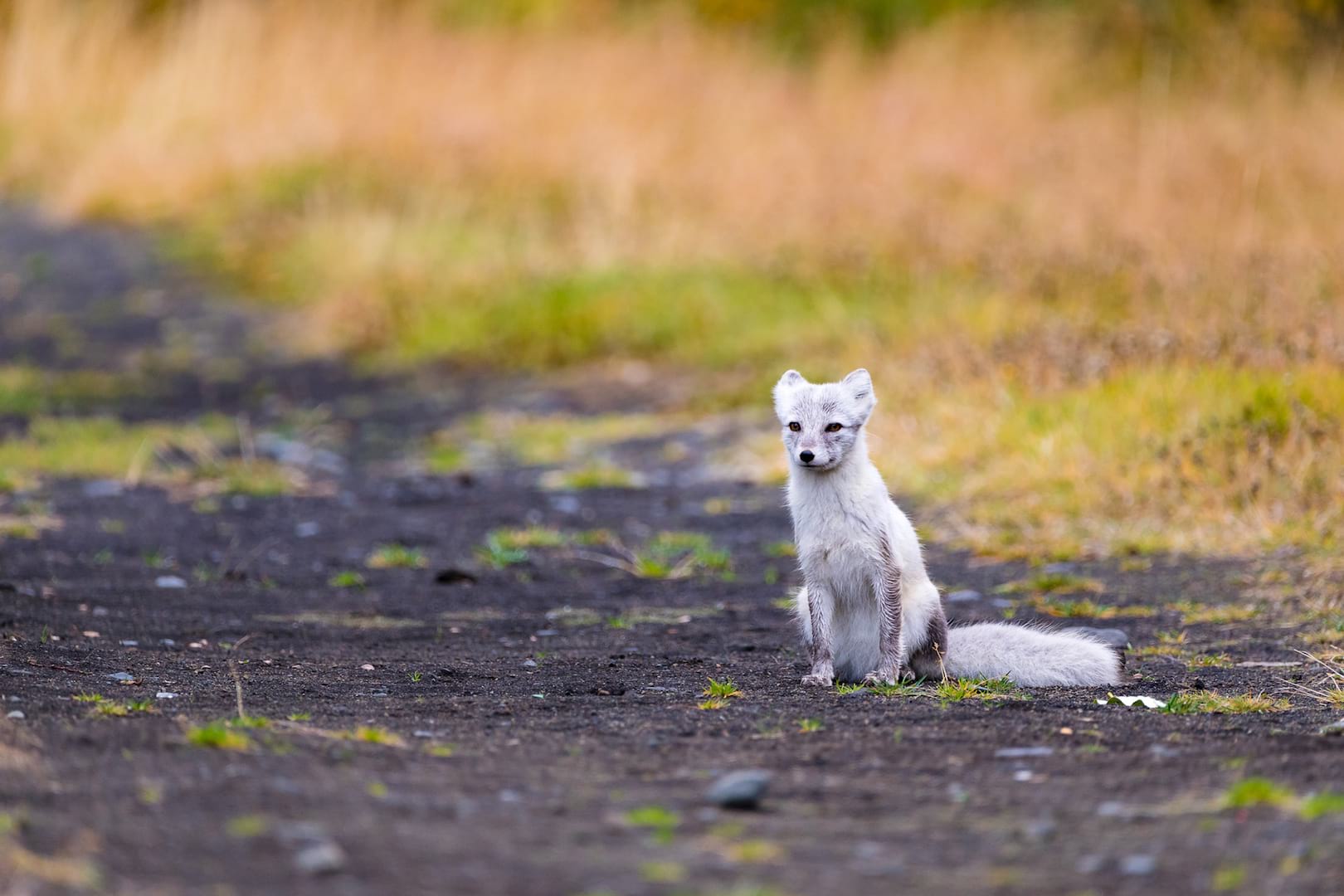 Arctic fox in Thórsmörk