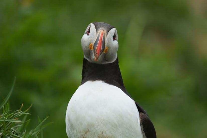 The puffins migrate to Iceland during the summer