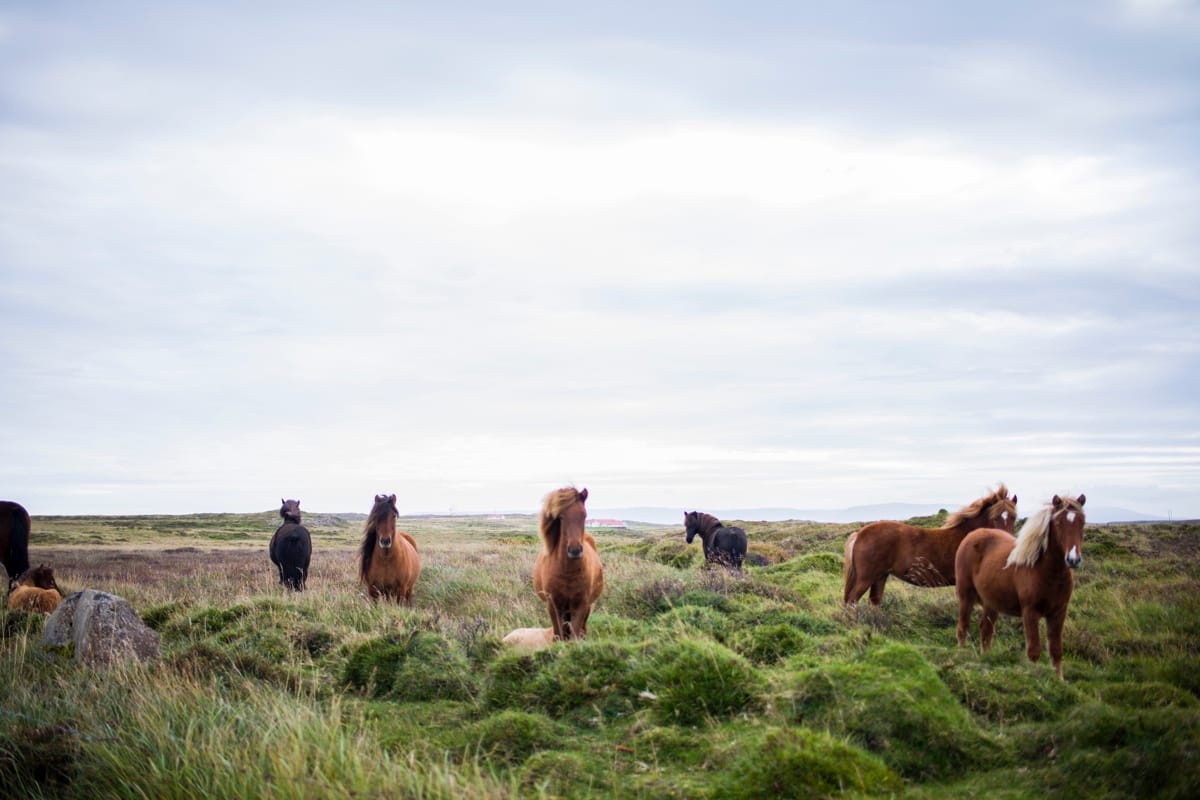 The Icelandic horse is a very gentle breed