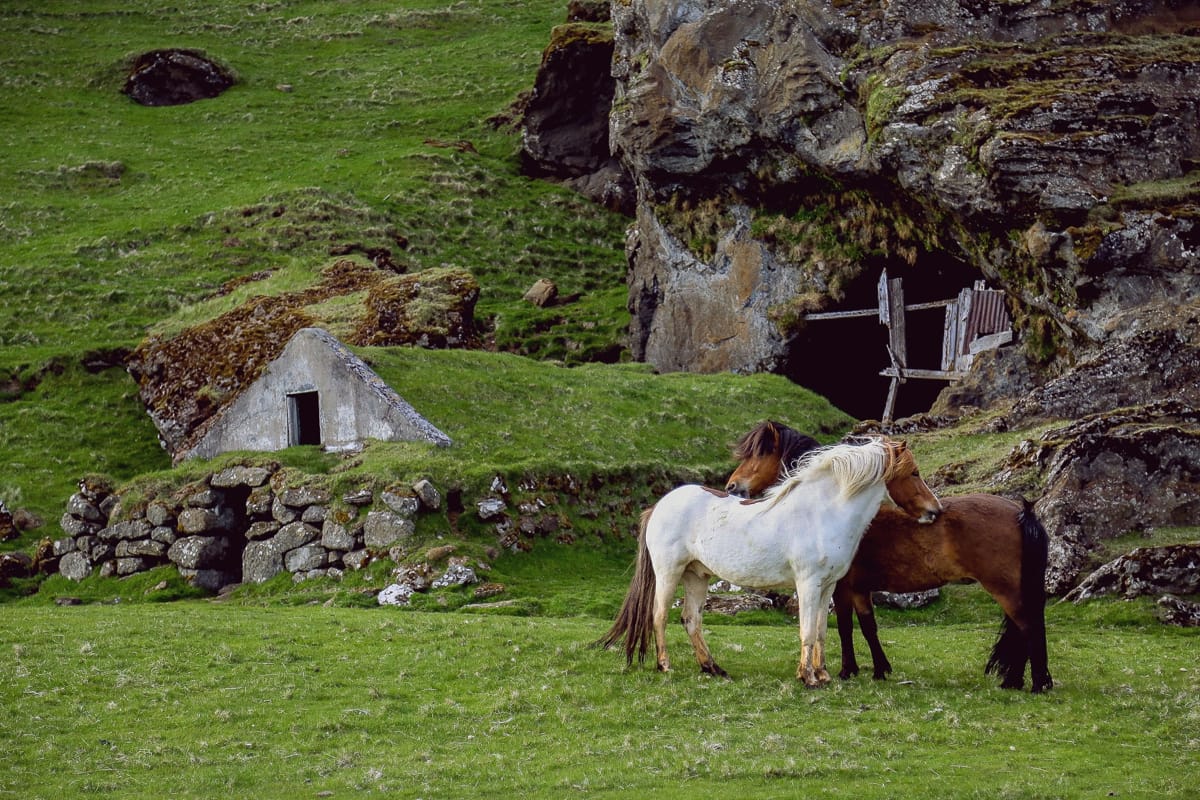 You will find the Icelandic horse all around Iceland