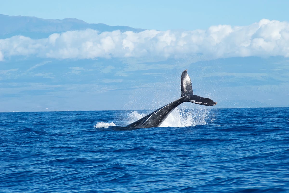 Seeing the whales playing around in the ocean