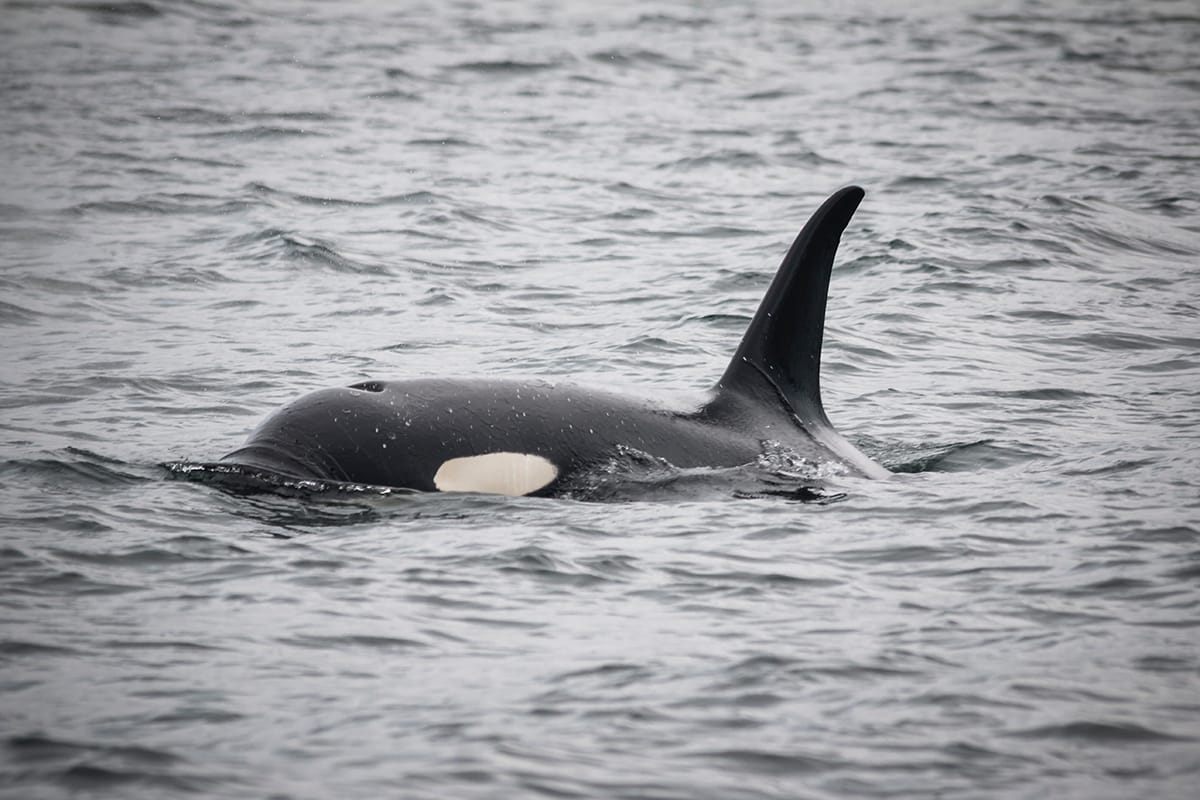 Dolphins and harbour porpoises like to put on a show